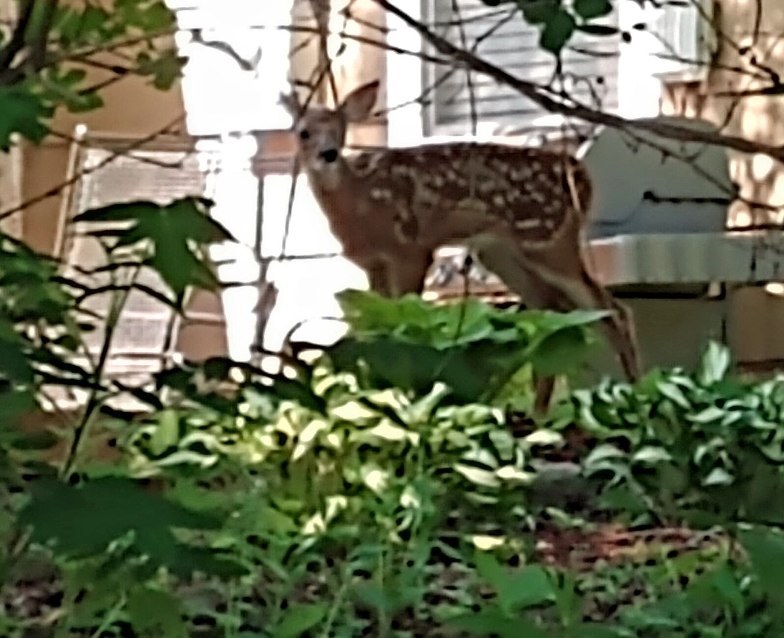 deer